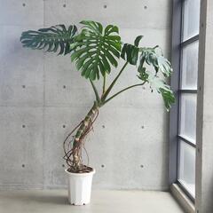 モンステラ　幹あがりの画像