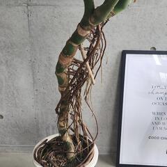 モンステラ　幹あがりの画像