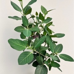 観葉植物　フィカス　ベンガレンシス　根上がりの画像