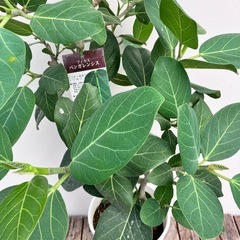 観葉植物　フィカス　ベンガレンシス　根上がりの画像