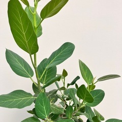 観葉植物　フィカス　ベンガレンシス　根上がりの画像