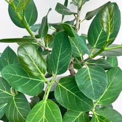 観葉植物　フィカス　ベンガレンシス　根上がりの画像