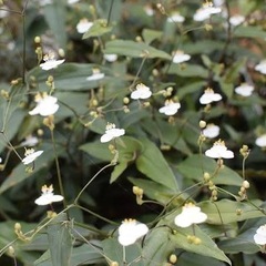 観葉植物 ブライダルベール バゲット　ハンギングタイプ　5号鉢 の画像