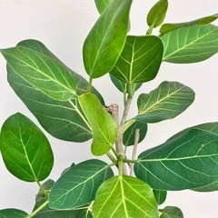 観葉植物　フィカス　ベンガレンシスの画像