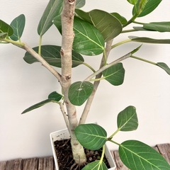 観葉植物　フィカス　ベンガレンシスの画像