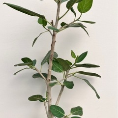 観葉植物　フィカス　ベンガレンシスの画像