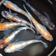 【格安販売】紅灯（三色メダカ）の稚魚10匹の画像