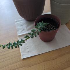 多肉植物その他の画像
