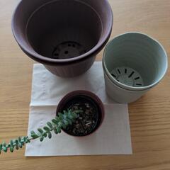 多肉植物その他の画像