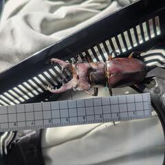 ミヤマクワガタ　オス1匹　天然採集　の画像