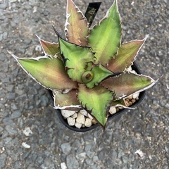 アガベ　観葉植物　王妃雷神　白中斑　オテロイ　緋紅牡丹　　の画像
