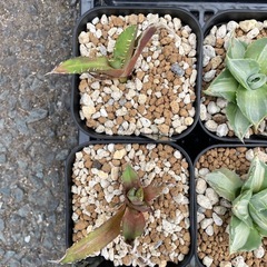アガベ　観葉植物　王妃雷神　白中斑　オテロイ　緋紅牡丹　　の画像