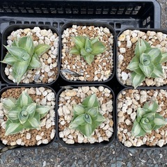 アガベ　観葉植物　王妃雷神　白中斑　オテロイ　緋紅牡丹　　の画像