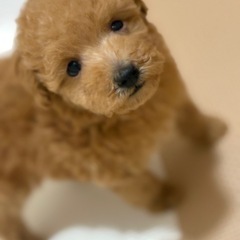 【特典あり‼︎】総額13万円　ちびっこ姉妹の妹