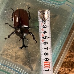 国産カブトムシの画像