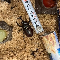 国産カブトムシの画像