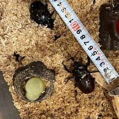 国産カブトムシの画像