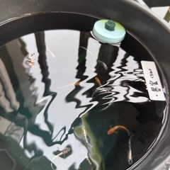 【お値下げ可】高級メダカ含む 18種類以上 数大量の画像