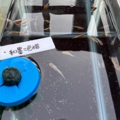 【お値下げ可】高級メダカ含む 18種類以上 数大量の画像