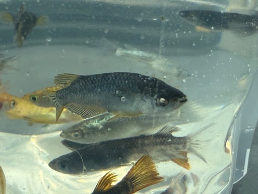 【お値下げ可】高級メダカ含む 18種類以上 数大量