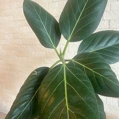 フィカス・ベンガレンシス(ベンガルボダイジュ)観葉植物　白鉢、黒スタンド付きの画像