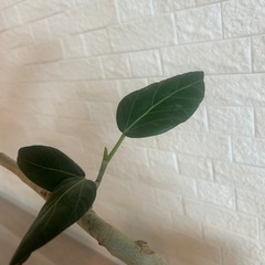 フィカス・ベンガレンシス(ベンガルボダイジュ)観葉植物　白鉢、黒スタンド付きの画像