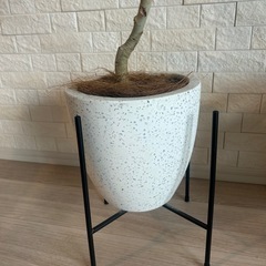 フィカス・ベンガレンシス(ベンガルボダイジュ)観葉植物　白鉢、黒スタンド付きの画像