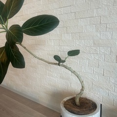 フィカス・ベンガレンシス(ベンガルボダイジュ)観葉植物　白鉢、黒スタンド付きの画像