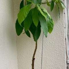 アボカド苗