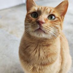 ずっとの家族探しています。