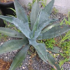 ドライガーデンセットドラセナ　ニオイシュロラン　特大　ダブルヘッドの画像