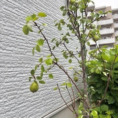 ①観葉植物　ラフランス　156cmの画像