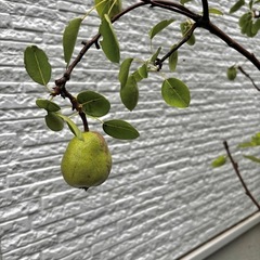 ①観葉植物　ラフランス　156cmの画像