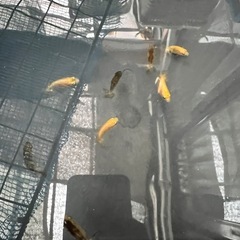 金魚らんちゅうの画像