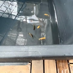 金魚らんちゅうの画像
