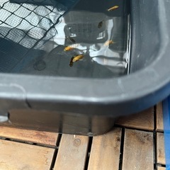 金魚らんちゅうの画像