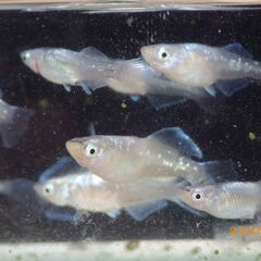 今年産まれの眉山（びざん）メダカの幼魚　ロングフィンの画像