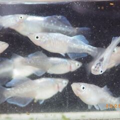今年産まれの眉山（びざん）メダカの幼魚　ロングフィンの画像