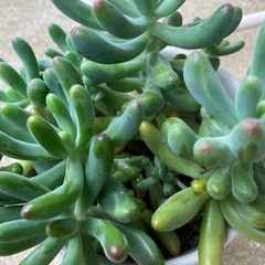 多肉植物鉢植えの画像