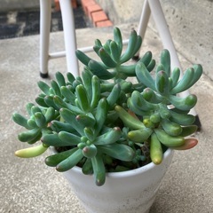 多肉植物鉢植えの画像