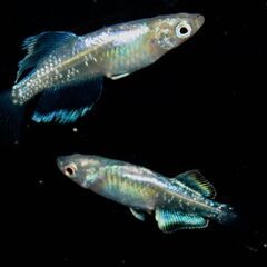 今年産まれの眉山（びざん）メダカの幼魚　ロングフィンの画像