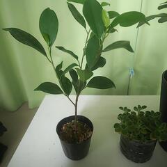 観葉植物 カジュマル カポック アロマティカス グリーンペット ハオルチアの画像