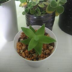 観葉植物 カジュマル カポック アロマティカス グリーンペット ハオルチアの画像