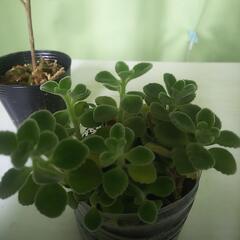 観葉植物 カジュマル カポック アロマティカス グリーンペット ハオルチアの画像