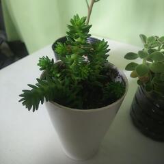 観葉植物 カジュマル カポック アロマティカス グリーンペット ハオルチアの画像