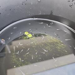 メダカ稚魚 1cm程  20匹