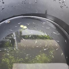 メダカ稚魚 1cm程  20匹の画像