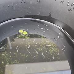 メダカ稚魚 1cm程  20匹の画像