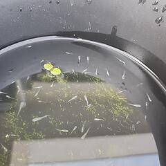メダカ稚魚 1cm程  20匹の画像
