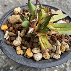 アガベ　ホリダ　観葉植物の画像
